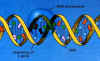DNA1.jpg (17123 bytes)