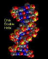 DNA2.jpg (10333 bytes)