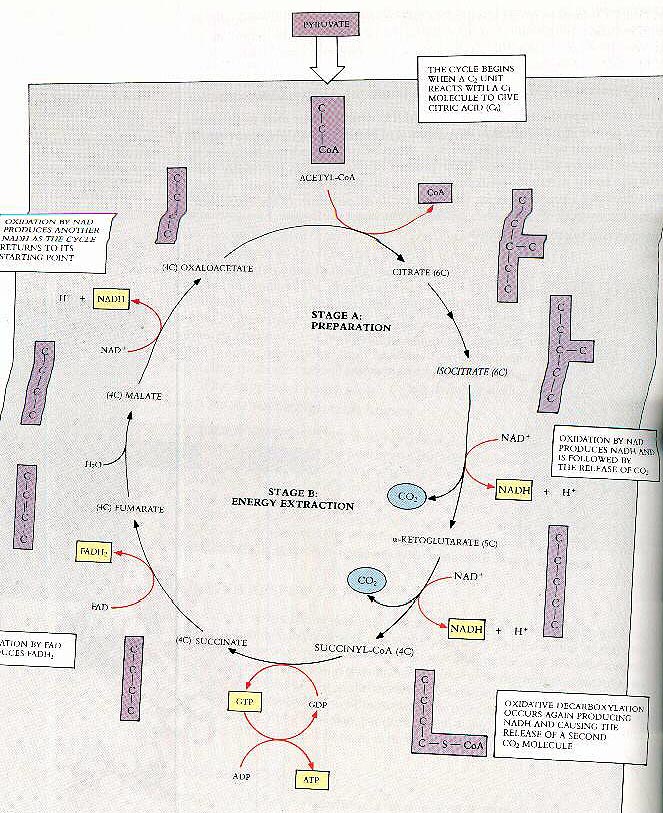 citric acid cycle. of the Citric Acid Cycle